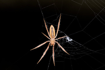 Spider Ventral View, Larinia directa is a species of orb weaver Spider, Araneidae, Pune, Maharashtra, India