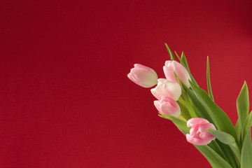 Bouquet of flowers, pink tulips on a red background