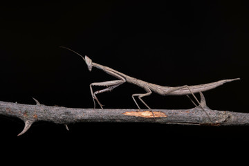 Stick Mantis, Archimantis latistyla, Pune, Mahatashtra, India