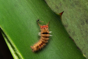 Tussock moth caterpillar, Orgyia leucostigma, Pune, Maharashtra, India