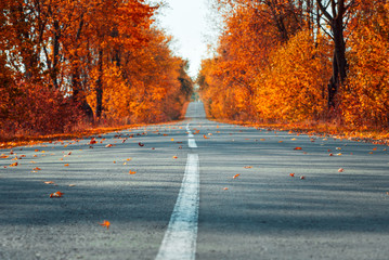 Naklejka na ściany i meble Empty asphalt road in autumn fall forest. Autumnal background... Selective focus