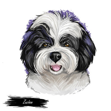 Zuchon dog digital art illustration isolated on white.