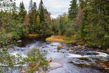 Scenic view of river amidst trees in forest