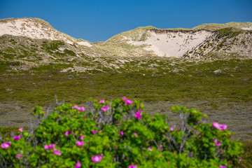 Sylt, Sylt roses and sand dunes