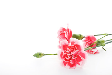 Pink Carnation on white background.