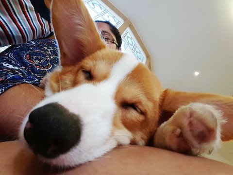 Close-up Of Pembroke Welsh Corgi Puppy Sleeping On Woman Lap