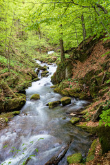 rapid water stream in the forest. powerful flow among the mossy rocks. beautiful nature scenery in spring. vivid green foliage on the trees