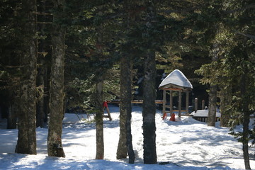 small house in winter forest