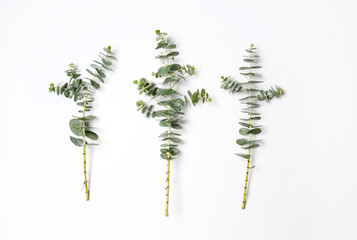 Australian native eucalyptus leaves, on a white background photographed from above.