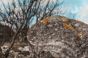 macro shooting of fireplace in nature