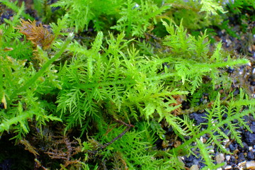 Moss macro photo: green grass