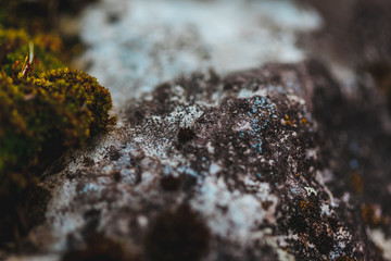 macro shooting of fireplace in nature