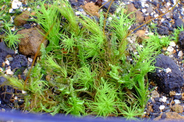 Moss macro photo: green grass