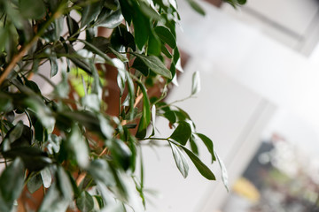 leaves of a tree