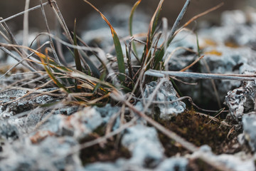 macro shooting of fireplace in nature