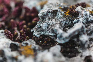 macro shooting of fireplace in nature