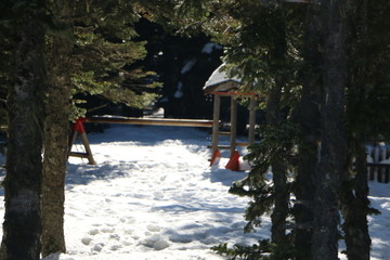 small house in the forest