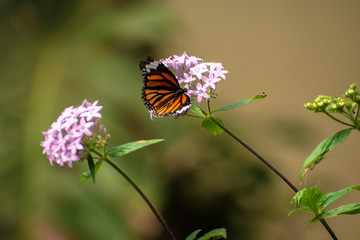 Obraz premium Different species of Butterflies on plants.