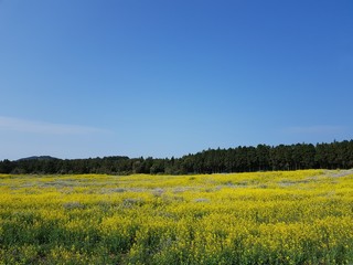 Fototapeta premium 제주도 유채꽃