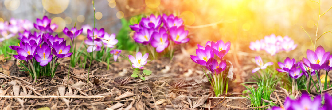 Spring Free Stock Free Spring Images – Browse 43,619 Free Stock Photos, Vectors, and ...