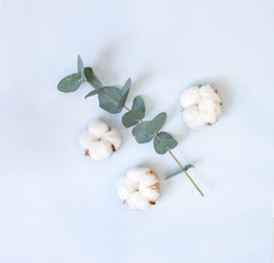 eucalyptus and cotton bolls on a pastel blue background