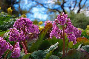 Pink garden flower Bergenia