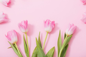 beautiful pink tulips on pink background