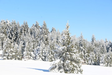 snowy fir trees in the snow