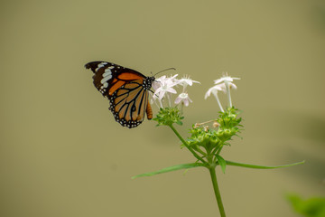Different species of Butterflies on plants.