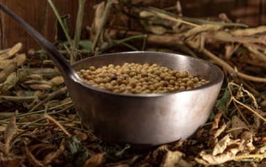 Soy beans in a metal shell on an organic background