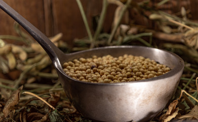 Soy beans in a metal shell on an organic background