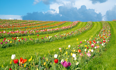 Obraz premium tulips in the garden 