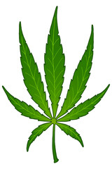 Vector illustration. Hand drawing sketch. Marijuana leaf. Cannabis Green leaf. Isolated on a white.