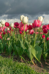 tulips in the garden
