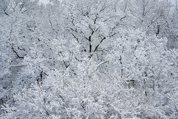 Winter landscape of snow flocked trees, Yankee Springs State Park, Michigan, USA