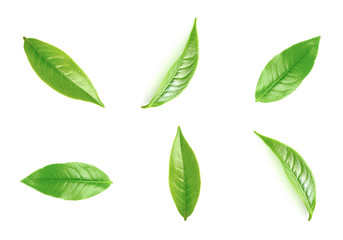 Green tea leaf collection isolated on white background