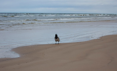 crow by the sea