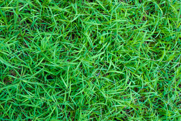 Green grass texture botanic background
