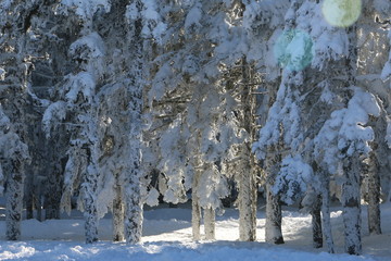 trees in winter