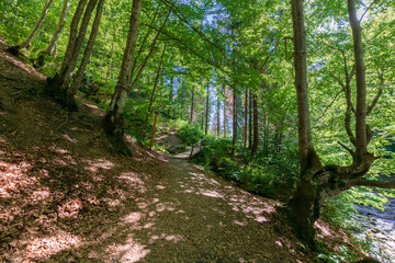 forest trail on the hillside. beautiful nature scenery with beech trees on a sunny day. wooden bridge above the small brook