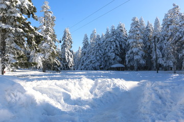 winter landscape with trees and snow