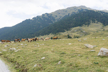 Landscape Aran valley Lleida Catalunya Spain