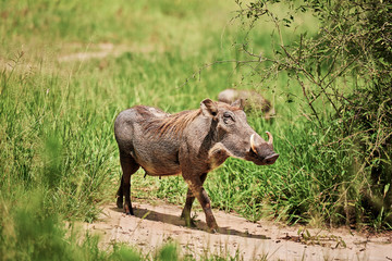 Shot of warthog in environment
