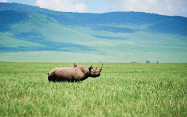 White rhinoceros in the grass © gpointstudio