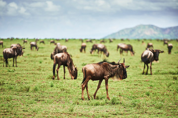 Naklejka na ściany i meble A herd of wildebeests in Africa