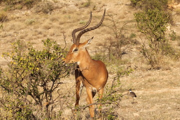 Gazelle Eating Leaves from Shrub