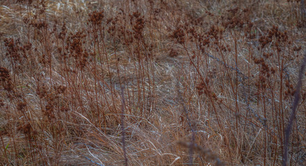 Red and orange flowers in the field.