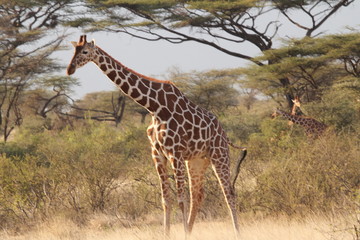 Giraffe among Tall Green Trees