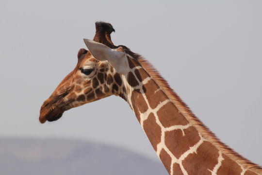 Giraffe Face Pic Side Pose