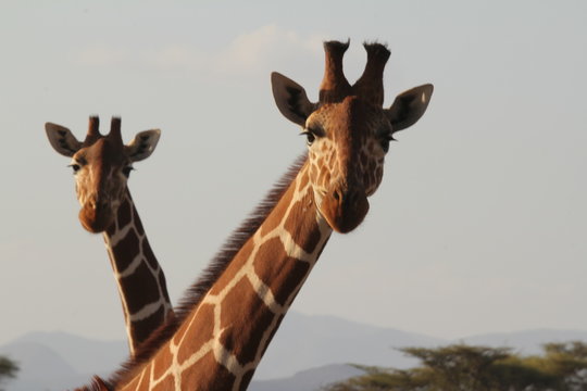 Giraffes with Hills in Background